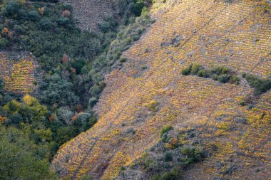 Steep hillside covered with colorful vineyards in the Ribeira Sacra de Sober Lugo Galicia clipart