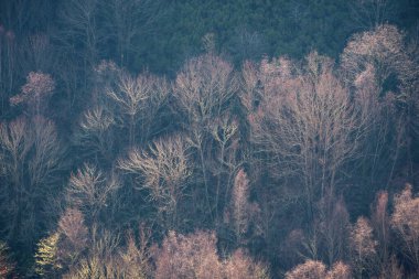 Ürkütücü ağaç iskeletleri, Folgoso 'daki Unesco Geopark ve Seoane Lugo Galicia' daki Courel Dağları 'ndaki ormanın karanlık gölgelerine karşı durmaktadır.