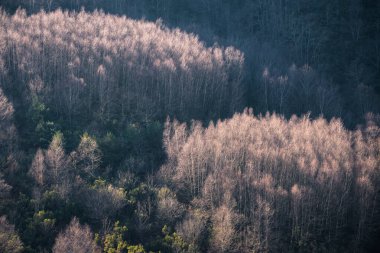 İki orman kütlesi, Folgoso 'daki Unesco Geopark ve Seoane Lugo Galicia' daki Courel Dağları 'nın bileşimindeki ağırlığı dengeler.
