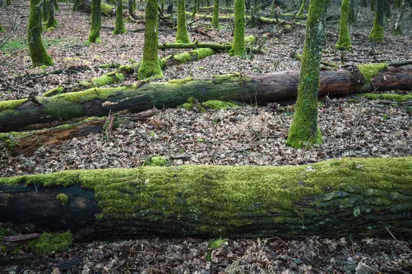 stock image Moss takes over living and dead trees in winter in the forest near Lugo Galicia