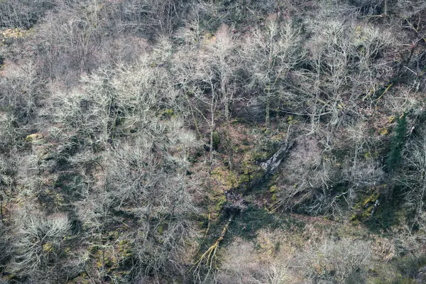 Stock image The fall of a large oak tree creates a clearing in a forest in Courel Mountains Unesco Geopark in Folgoso and Seoane Lugo Galicia