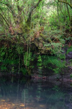 Mystical atmosphere in a quiet pool under a thousand year old oak tree in Courel Mountains Unesco Geopark in Lugo Galicia clipart