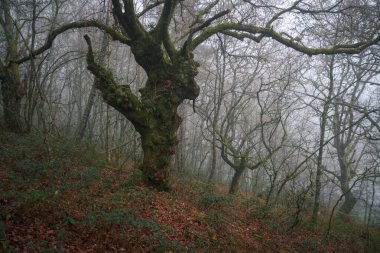 Lugo Galiçya yakınlarındaki ürkütücü sisli bir ormanda karanlık bir şafak.