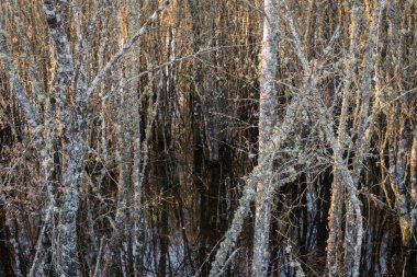 Lugo Galicia 'daki bir lagünden çıkan bir kütük karmaşasının soyut deseni