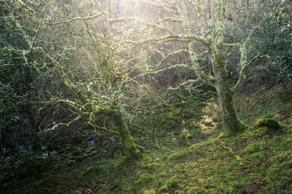 Kış güneşi, Xistral Abadin Lugo Galiçya 'daki yeşil bir vadinin dibindeki meşe ağaçlarının bazı dallarını aydınlatır.