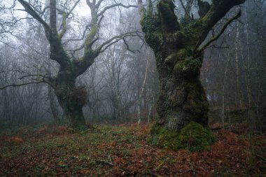 Lugo Galiçya 'da sisli bir kestane ormanında günün ilk ışığı