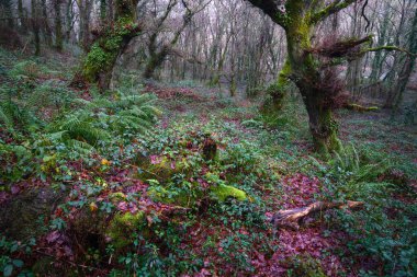 Lugo Galiçya 'nın Galiçya meşe ve kestanelerine özgü nemli Atlantik ormanları