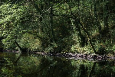 Riparian ağaç kökleri O Courel Lugo Galicia 'da bir nehir yatağının üzerinde yılan gibi kıvrılır.
