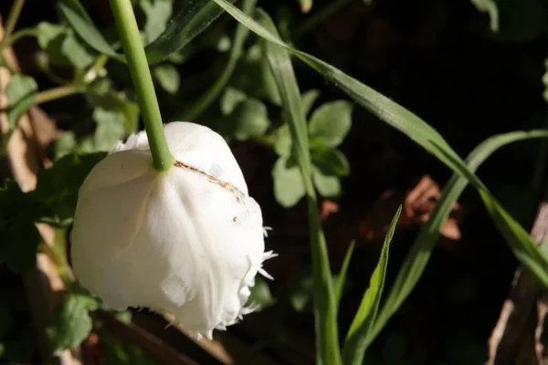 Белый Тюльпан Изящно Опущенный Саду — стоковое фото