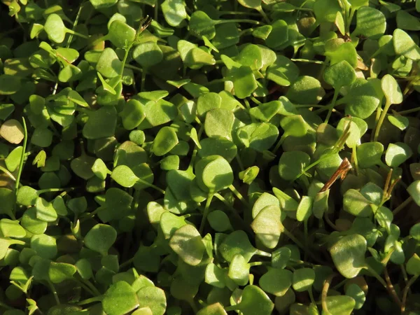 Pedaço Alface Mineiro Claytonia Perfoliata Rica Vitamina Popular Como Cobertura — Fotografia de Stock