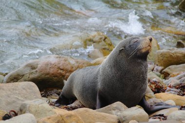 Yeni Zelanda kürk foku, ya da kekeno, koruma altındaki bir deniz koruma alanında. Güney adasının kıyısında yer alıyor. Arctocephalus forsteris.