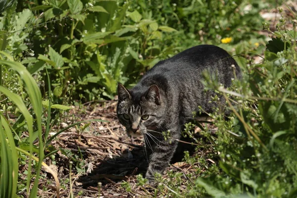 고양이가 정원을 스토킹하고 동물에게 위협이 하나는 고양이 — 스톡 사진