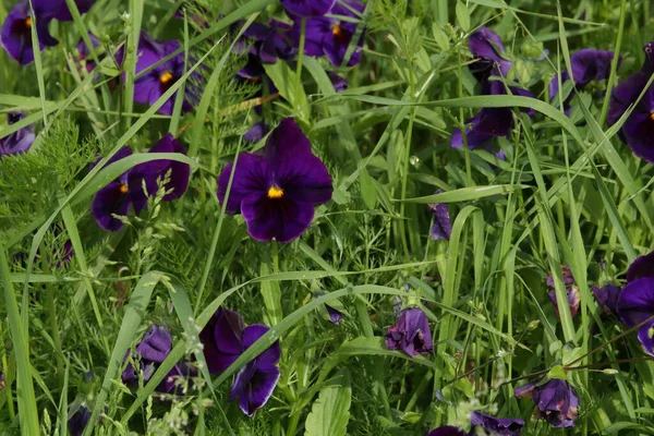 Wild pansies in meadow garden. Landscape orientation.