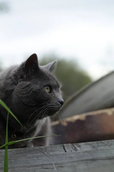 Gray domestic cat on old wooden table with garden pots. White copy space in sky.