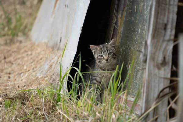 Niedliches Gestromtes Kätzchen Versteckt Sich Hinter Blech Auf Bauernhof — Stockfoto