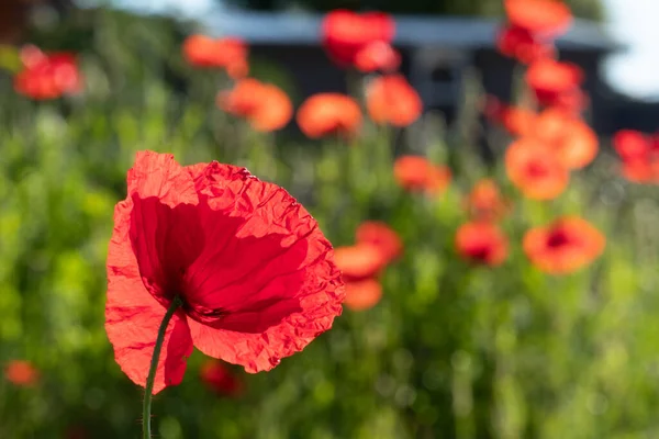 Yazın kırmızı ANZAC gelincikleri.