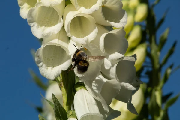 Bumblebee flying to white foxglove flower, showing process of pollination. Another blurred foxglove plant is in the background.