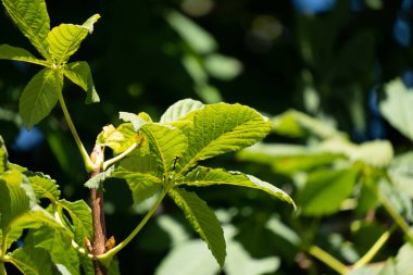 Yazın Avrupa at kestanesi yapraklarının yüksek kontrastlı betimlemesi. Aesculus hipocastanum.