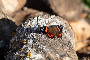 New Zealand red admiral (Vanessa gonerilla) basking on textured bark log. All four wings can be seen. This butterfly is endemic to New Zealand. clipart