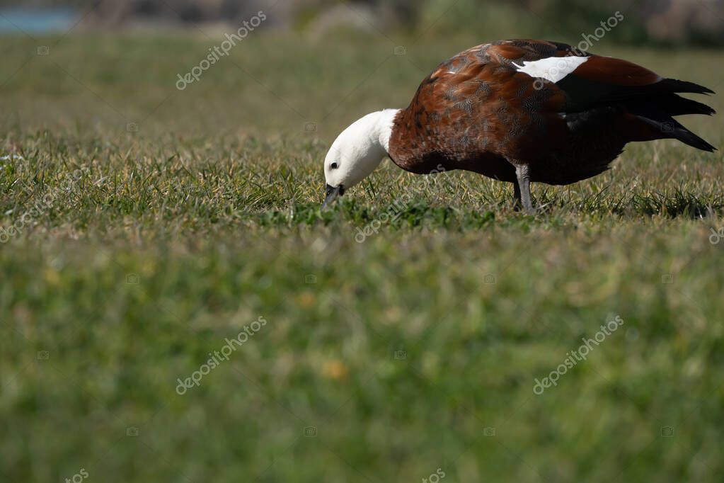 Paradise shelduck (Tadorna variegata) feeding in grass at amaru Harbour in the South Island of New Zealand.