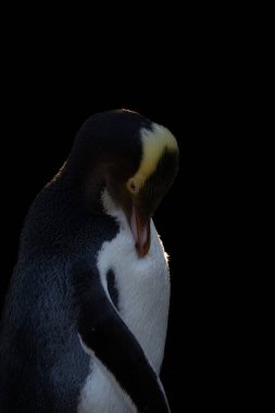 Sarı gözlü penguen siyah arka planda. Sarı gözlü penguenler (Megadyptes antipodları) Yeni Zelanda 'ya özgü nadir bulunan bir penguenlerdir..