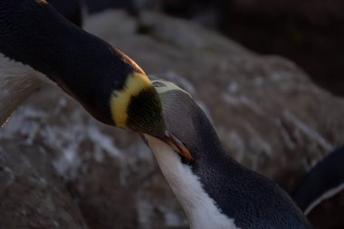 Sarı gözlü penguen çiftine yakın çekim. Bir çift sarı gözlü penguen (hoiho) bazen birbirlerini korurlar, hem parazitleri temizlemek hem de bağlarını güçlendirmek için..