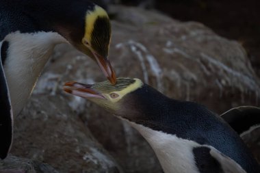 Sarı gözlü penguen çiftine yakın çekim. Bir çift sarı gözlü penguen (hoiho) bazen birbirlerini korurlar, hem parazitleri temizlemek hem de bağlarını güçlendirmek için..