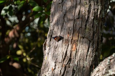 Yeni Zelanda Kızıl Kelebeği 'nin (Vanessa gonerilla) orta görünümü Yeni Zelanda' ya özgüdür. Kelebek, güneşe bakan bir ağaçta güneşleniyor..