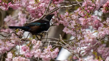 Yeni Zelanda Tui kuşu Queens Park, Invercargill 'de kiraz çiçekleriyle besleniyor. Tui nektar içer ve çiçek açan kiraz ağaçlarından etkilenir. Sağ tarafta kopyalama alanı olan manzara.