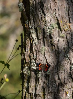 New Zealand red admiral butterfly basking on tree. Butterflies bask to thermoregulate, as they are cold-blooded animals. clipart