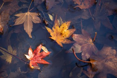 Düşen akçaağaç yaprakları durgun suda yüzer. Değişik seviyelerde çürür..