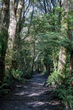 Deniz Bush Reserve Ormanı 'nda yürüyüş pisti, Invercargill, Yeni Zelanda. Egzersiz yolu etrafındaki ağaçlar ve eğreltiotları, orman banyosu, farkındalık. Dikey.