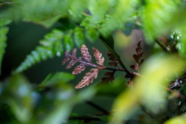 Yeni Zelanda doğa eğreltiotu dokusu arka planı. Bulanık önplan metin ya da kopya için boşluk yaratır. NZ Turizmi.