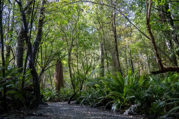 Deniz Bush Reserve Ormanı 'nda yürüyüş pisti, Invercargill, Yeni Zelanda. Egzersiz yolu, orman banyosu, farkındalık çevresindeki doğal ağaçlar ve eğreltiotları..