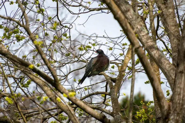 Yeni Zelanda güvercini, ya da kereru, ağaca tünemiş. Queens Park, Invercargill, Yeni Zelanda.