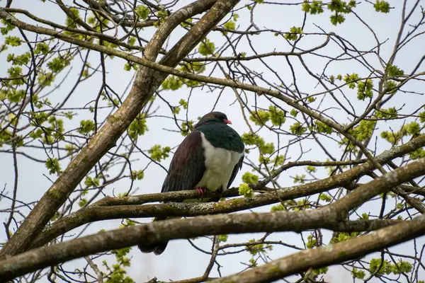 Yeni Zelanda güvercini, ya da kereru, ağaca tünemiş. Queens Park, Invercargill, Yeni Zelanda.
