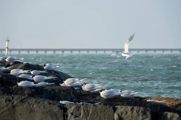 stock image White-fronted tern (Sterna striata) returning to colony. Bluff, Invercargill with bridge and water background.