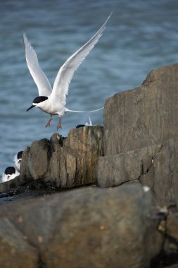White-fronted tern (Sterna striata) flying over colony on rock stack in Bluff, New Zealand. Terns nest on rocks in large colonies. clipart