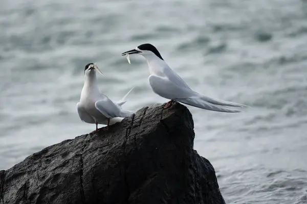 stock image Two white-fronted terns (Sterna striata) on coastal rock in Bluff, New Zealand. Terns mate for life.