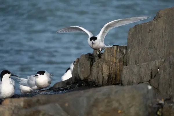 stock image White-fronted tern (Sterna striata) flying over colony on rock stack in Bluff, New Zealand. Terns nest on rocks in large colonies.