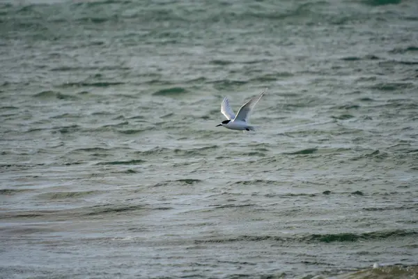 stock image White-fronted tern (Sterna striata) flying over rippled sea water.Large copy space nature background.