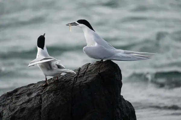 stock image White-fronted tern (Sterna striata) pair in Bluff, New Zealand. Terns mate for life.