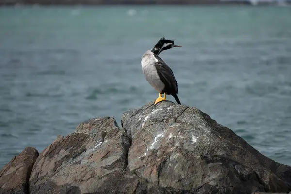 Stock image Prekareka or Spotted Shag, Phalacrocorax punctatus. On rock with head twisted to look right. Copy space around bird.