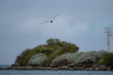 White-fronted tern (Sterna striata) flying over water in Bluff, New Zealand. Terns nest on rocks in large colonies. Island in background. clipart