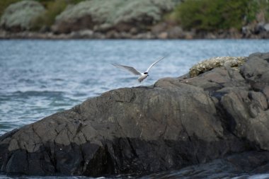 Beyaz önlü deniz feneri (Sterna striata) Yeni Zelanda, Bluff 'a iniyor. Ternler büyük kolonilerde kayalara yuva yapar..