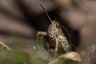Phaulacridium Marginale 'in Macro' su, NZ çekirgesi, toprak yapraklarının arasında. Acrididae familyasından kısa boynuzlu ve Yeni Zelanda 'ya özgü bir çekirgedir.