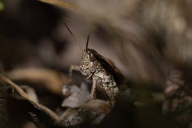 Phaulacridium Marginale 'in Macro' su, NZ çekirgesi, toprak yapraklarının arasında. Acrididae familyasından kısa boynuzlu ve Yeni Zelanda 'ya özgü bir çekirgedir.
