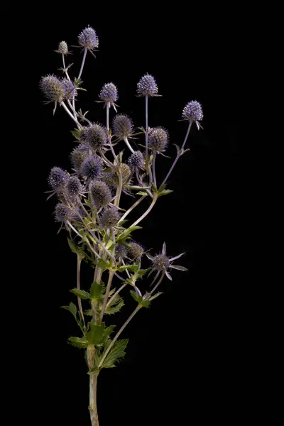 Siyah arka planda izole edilmiş mor eryngium deniz çiçeği. Resmin sağındaki geniş kopyalama alanı.