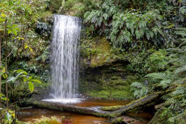 Koropuku Şelalesi yürüyüş pistinde şelale. Şelale, Catlins, Southland, Yeni Zelanda 'da bir çalılığın sonunda..