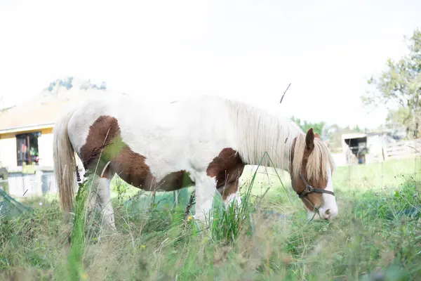 Piebald Pony 'nin otlakta yemek yemesi. Arkaplanda bina ve dağ olan kırsal ayar, beyaz gökyüzü metin veya kopyalama için boşluk sağlar.